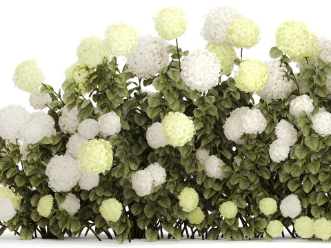 Struiken wit groen bloeiende hortensia tuin 1477 3D Model