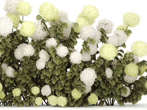 Bushes white green flowering hydrangea garden 1477 3D 모델