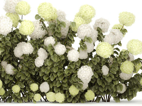 Struiken wit groen bloeiende hortensia tuin 1477 3D Model