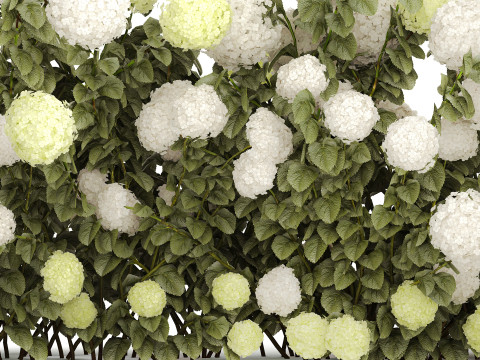 Bushes white green flowering hydrangea garden 1477 3D 모델