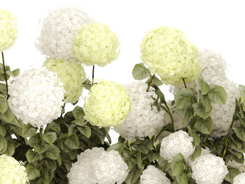Bushes white green flowering hydrangea garden 1477 3D 모델