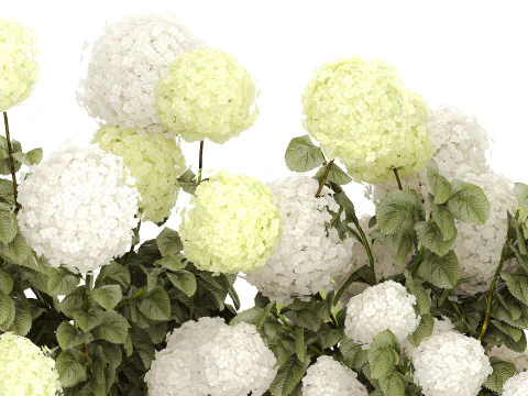 Struiken wit groen bloeiende hortensia tuin 1477 3D Model