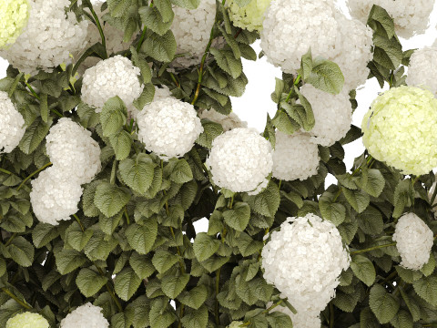Bushes white green flowering hydrangea garden 1477 3D 모델