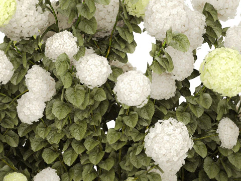 Struiken wit groen bloeiende hortensia tuin 1477 3D Model