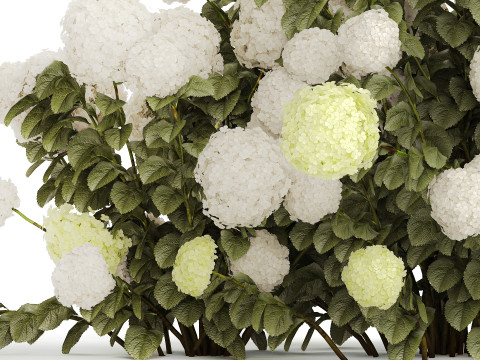 Bushes white green flowering hydrangea garden 1477 3D 모델