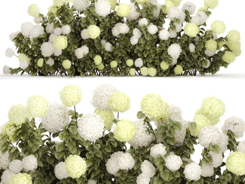 Struiken wit groen bloeiende hortensia tuin 1477 3D Model
