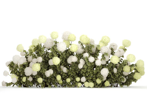 Struiken wit groen bloeiende hortensia tuin 1477 3D Model