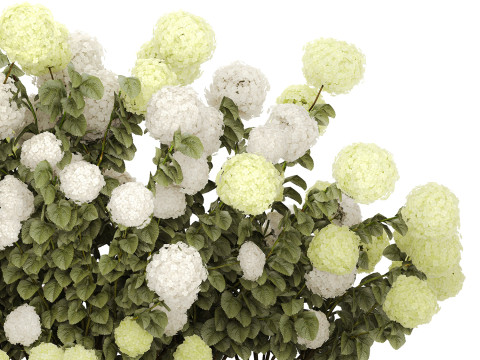 Bushes white green flowering hydrangea garden 1477 3D 모델