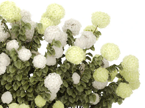 Struiken wit groen bloeiende hortensia tuin 1477 3D Model