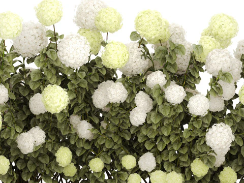 Struiken wit groen bloeiende hortensia tuin 1477 3D Model