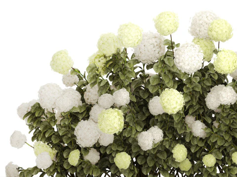 Struiken wit groen bloeiende hortensia tuin 1477 3D Model