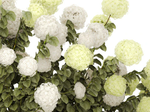 Struiken wit groen bloeiende hortensia tuin 1477 3D Model