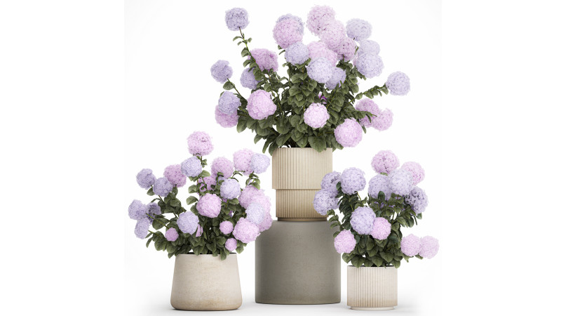 Potted Plants Hydrangea Outdoor Pink Flowers pink purple lilac 1478 3D 모델 .c4d .max .obj .3ds .fbx .stl .blend 