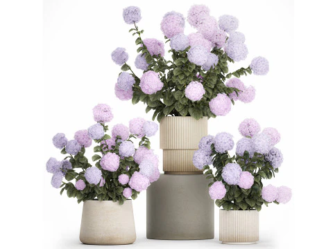 Plantes en pot Hortensia d'ext&eacute;rieur Fleurs roses rose violet lilas 1478 Modèle 3D