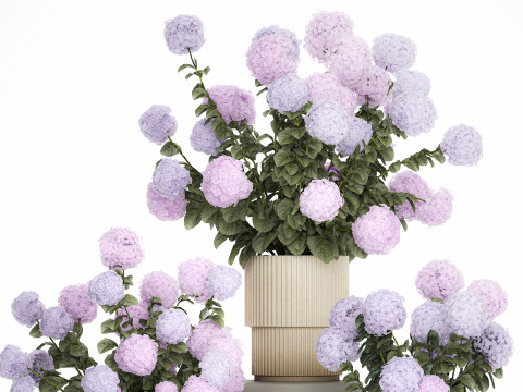 Potted Plants Hydrangea Outdoor Pink Flowers pink purple lilac 1478 3D 모델