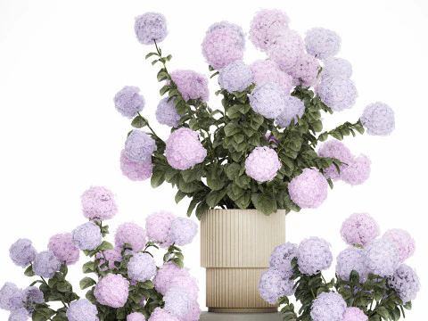 Vasos de plantas hort&ecirc;nsias ao ar livre flores rosa rosa roxo lil&aacute;s 1478 Modelo 3D