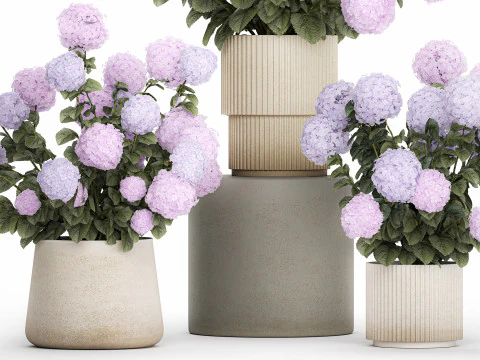 Vasos de plantas hort&ecirc;nsias ao ar livre flores rosa rosa roxo lil&aacute;s 1478 Modelo 3D