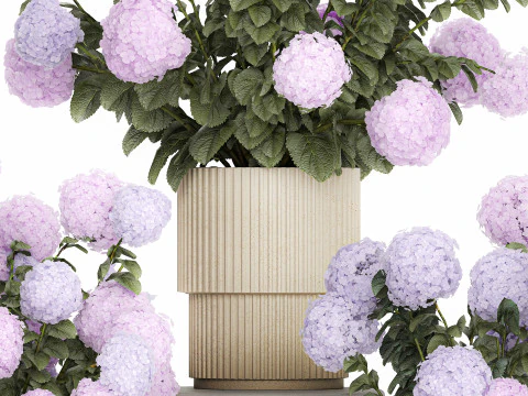 Vasos de plantas hort&ecirc;nsias ao ar livre flores rosa rosa roxo lil&aacute;s 1478 Modelo 3D