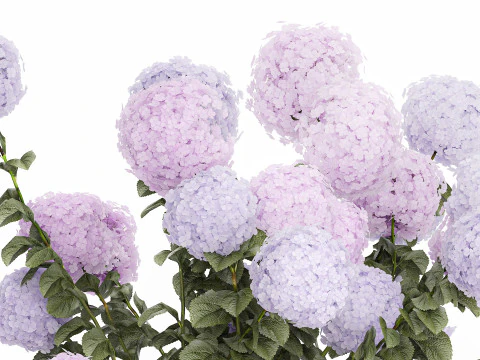 Vasos de plantas hort&ecirc;nsias ao ar livre flores rosa rosa roxo lil&aacute;s 1478 Modelo 3D