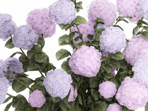 Vasos de plantas hort&ecirc;nsias ao ar livre flores rosa rosa roxo lil&aacute;s 1478 Modelo 3D