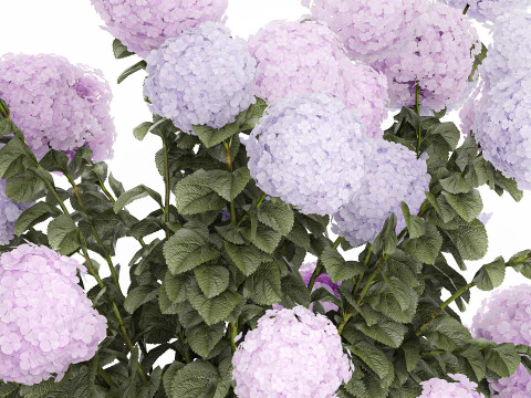 Vasos de plantas hort&ecirc;nsias ao ar livre flores rosa rosa roxo lil&aacute;s 1478 Modelo 3D