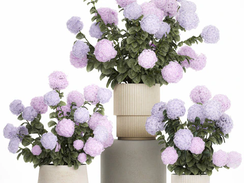 Vasos de plantas hort&ecirc;nsias ao ar livre flores rosa rosa roxo lil&aacute;s 1478 Modelo 3D