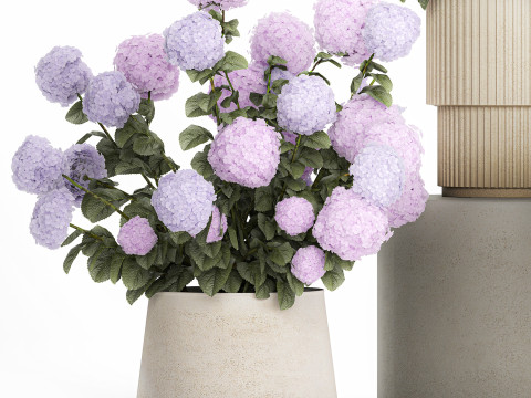 Potted Plants Hydrangea Outdoor Pink Flowers pink purple lilac 1478 3D 모델