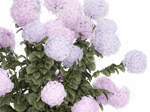 Vasos de plantas hort&ecirc;nsias ao ar livre flores rosa rosa roxo lil&aacute;s 1478 Modelo 3D