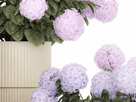 Potted Plants Hydrangea Outdoor Pink Flowers pink purple lilac 1478 3D 모델