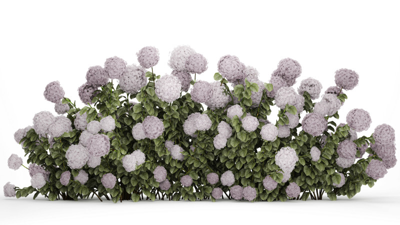 Bushes Purple Flowering Hydrangea For The Garden 1479 3Dモデル .c4d .max .obj .3ds .fbx .stl .blend