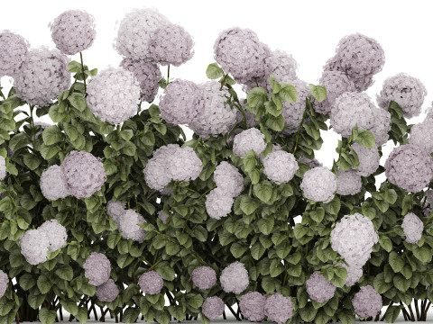 Bushes Purple Flowering Hydrangea For The Garden 1479 3Dモデル