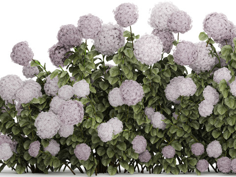 Bushes Purple Flowering Hydrangea For The Garden 1479 3Dモデル