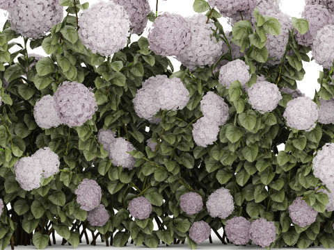 Bushes Purple Flowering Hydrangea For The Garden 1479 3Dモデル