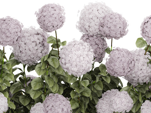Bushes Purple Flowering Hydrangea For The Garden 1479 3Dモデル
