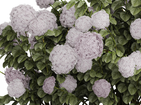 Bushes Purple Flowering Hydrangea For The Garden 1479 3Dモデル