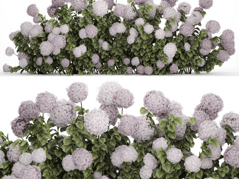 Bushes Purple Flowering Hydrangea For The Garden 1479 3Dモデル