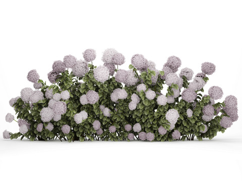 Bushes Purple Flowering Hydrangea For The Garden 1479 3Dモデル