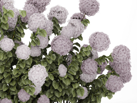 Bushes Purple Flowering Hydrangea For The Garden 1479 3Dモデル