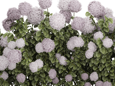 Bushes Purple Flowering Hydrangea For The Garden 1479 3Dモデル