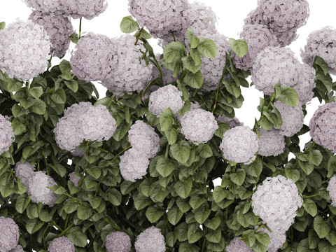 Bushes Purple Flowering Hydrangea For The Garden 1479 3Dモデル
