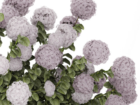 Bushes Purple Flowering Hydrangea For The Garden 1479 3Dモデル