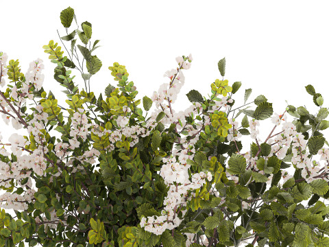Bouquet Of Green Sakura Cherry Branches And Green 595 3D Model