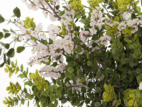Bouquet Of Green Sakura Cherry Branches And Green 595 3D Model