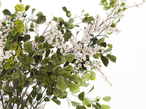 Bouquet Of Green Sakura Cherry Branches And Green 595 3D Model