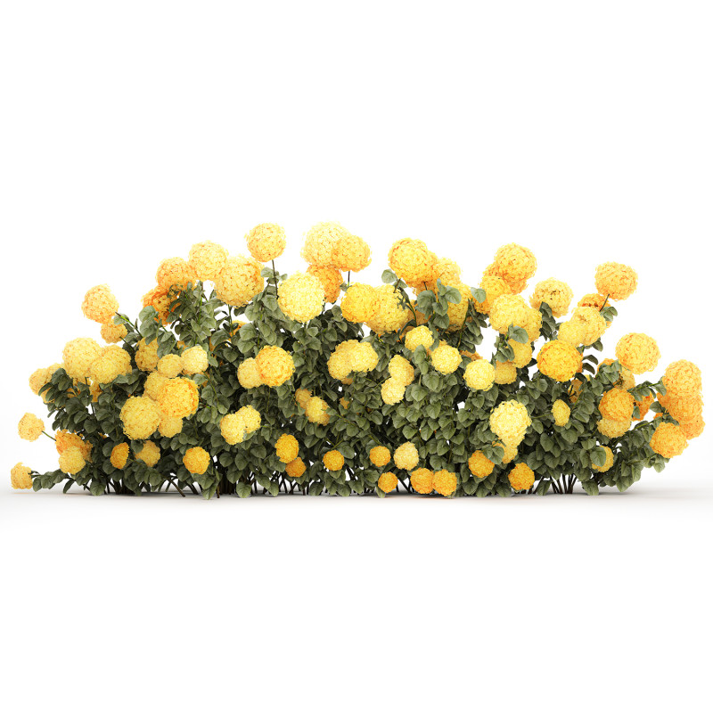 Bushes Yellow Hydrangea With Flowers For Garden 1480 Modello 3D .c4d .max .obj .3ds .fbx .stl .blend