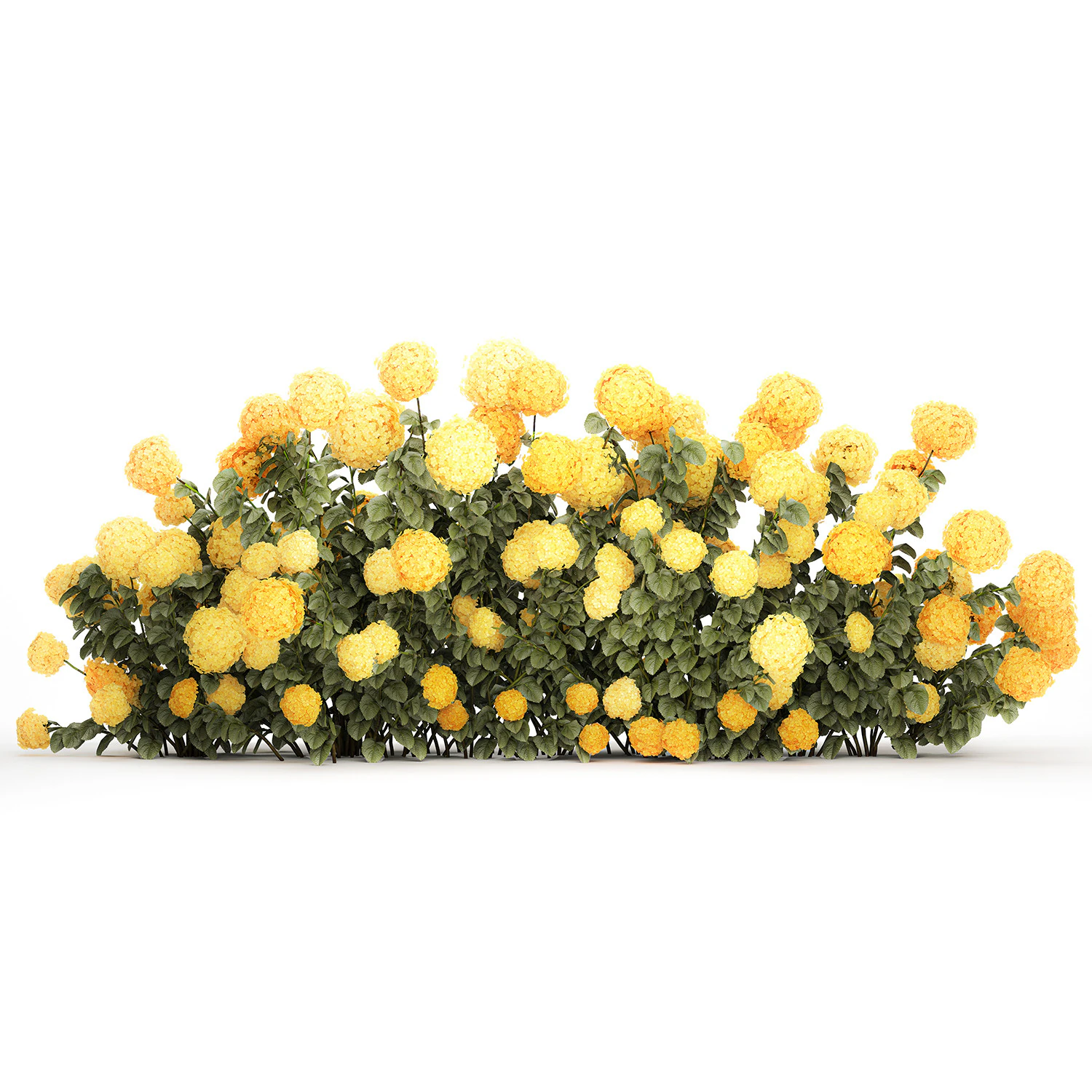 Cespugli Di Ortensie Gialle Con Fiori Per Giardino 1480 Modello 3D .c4d .max .obj .3ds .fbx .stl .blend 