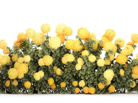 Cespugli Di Ortensie Gialle Con Fiori Per Giardino 1480 Modello 3D