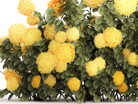 Cespugli Di Ortensie Gialle Con Fiori Per Giardino 1480 Modello 3D