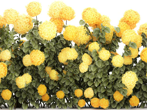 Cespugli Di Ortensie Gialle Con Fiori Per Giardino 1480 Modello 3D