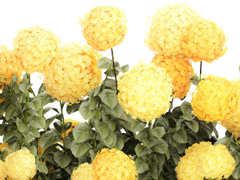 Cespugli Di Ortensie Gialle Con Fiori Per Giardino 1480 Modello 3D